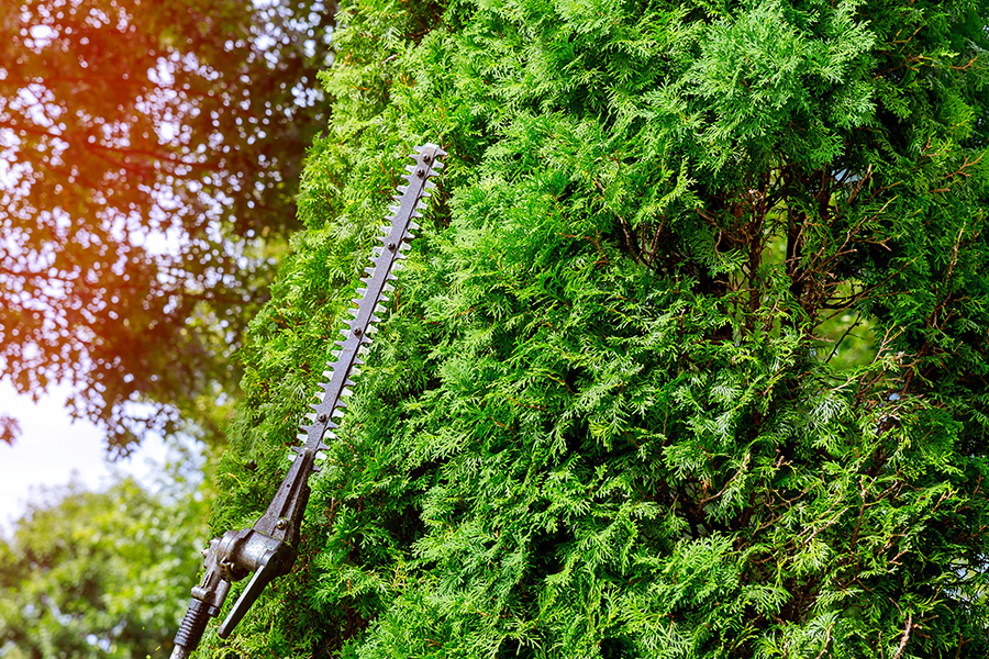 Hedge Trimmer